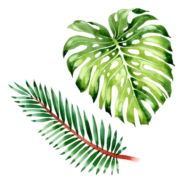 Palm beach tree leaves jungle botanical. Watercolor background illustration set. Isolated leaf illustration element.