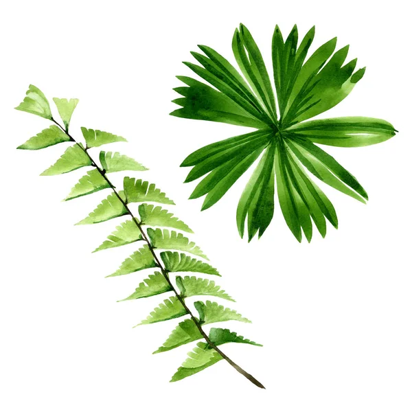 Palm Beach Tree pozostawia dżungli botanicznych. Akwarela zestaw ilustracji tła. Element ilustracji z izolowanym liściem. — Zdjęcie stockowe