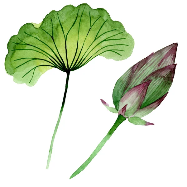 Brote de loto verde flores botánicas florales. Conjunto de ilustración de fondo acuarela. Elemento de ilustración nelumbo aislado . — Foto de Stock