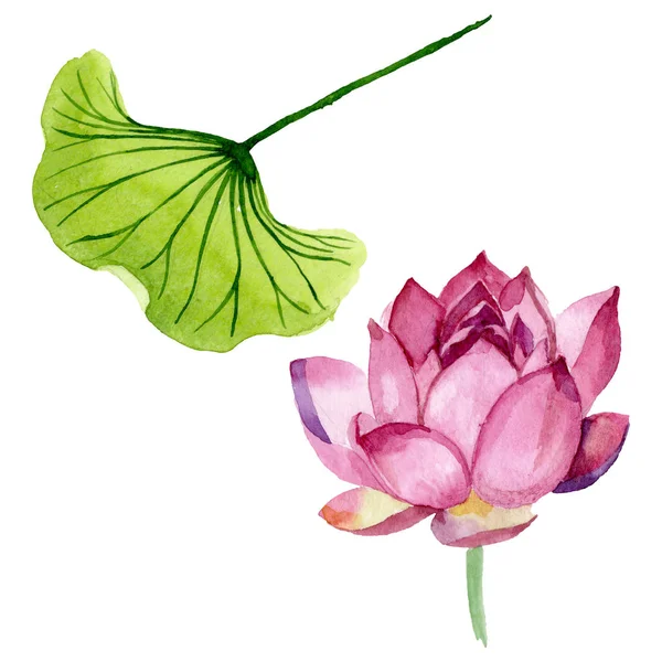 粉红莲花植物花。水彩背景插图集。隔离的十隆博插图元件. — 图库照片