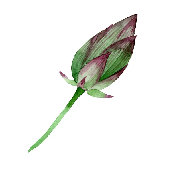 Germoglio di loto verde fiori botanici floreali. Acquerello sfondo illustrazione set. Elemento di illustrazione nelumbo isolato . — Foto Stock
