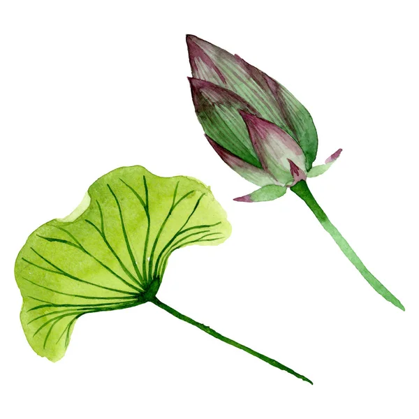 Germoglio di loto verde fiori botanici floreali. Acquerello sfondo illustrazione set. Elemento di illustrazione nelumbo isolato . — Foto Stock