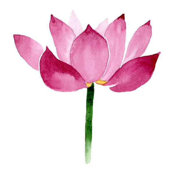 Pink lotus floral botanical flowers. Watercolor background illustration set. Isolated nelumbo illustration element.