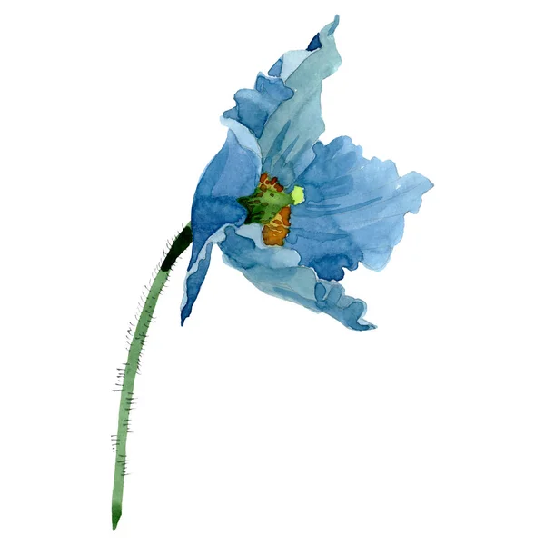 Blå vallmo blommor botaniska blomma. Akvarell bakgrund illustration set. Isolerade poppies illustration element. — Stockfoto