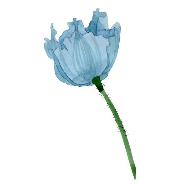 Blauwe klaproos floral botanische bloem. Aquarel achtergrond afbeelding instellen. Geïsoleerde papavers afbeelding element. — Stockfoto