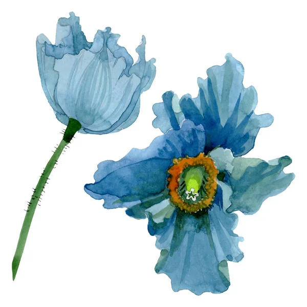 Flor de papoula azul flores botânicas. Conjunto de ilustração de fundo aquarela. Isolado papoilas ilustração elemento . — Fotografia de Stock