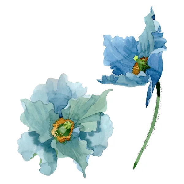 Blauwe klaproos floral botanische bloemen. Aquarel achtergrond afbeelding instellen. Geïsoleerde papavers afbeelding element. — Stockfoto