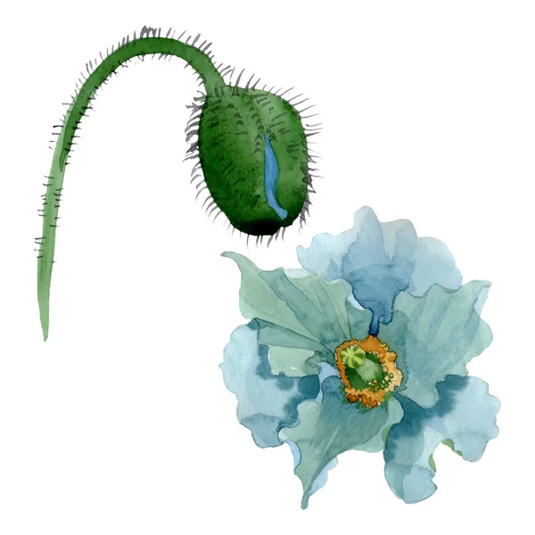 蓝色罂粟花卉植物学花。水彩背景插图集。独立的罂粟插图元素. — 图库照片