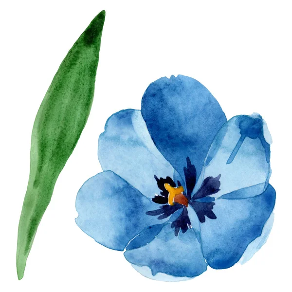 Azul tulipa flores botânicas florais. Conjunto de ilustração de fundo aquarela. Isolado elemento ilustração tulipa . — Fotografia de Stock