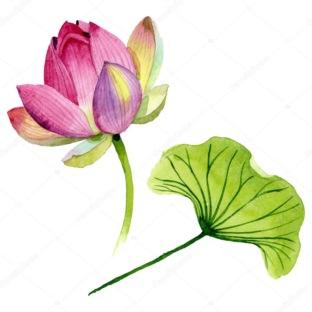 Pink lotus floral botanical flowers. Watercolor background illustration set. Isolated nelumbo illustration element.
