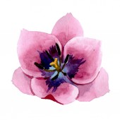 Pink tulipánok virágos botanikai virágok. Akvarell háttér illusztráció meg. solated tulipánok illusztráció elem.