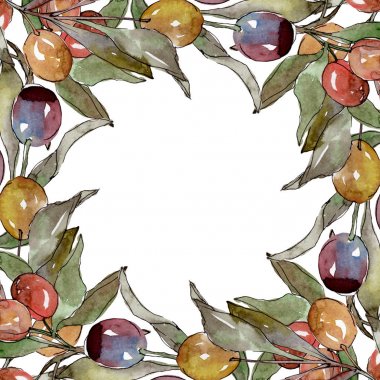 Siyah ve yeşil meyveli zeytin dalı. Suluboya arka plan illüstrasyon seti. Çerçeve kenarlık süs karesi.