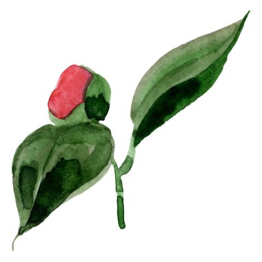 Kırmızı camelia çiçek botanik çiçek. Suluboya arka plan illüstrasyon seti. Yalıtılmış camelia illüstrasyon elemanı.