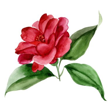 Kırmızı camelia çiçek botanik çiçek. Suluboya arka plan illüstrasyon seti. Yalıtılmış camelia illüstrasyon elemanı.