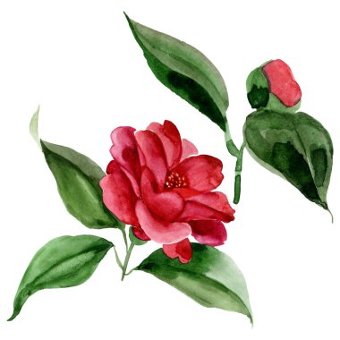 Kırmızı camelia çiçek botanik çiçek. Suluboya arka plan illüstrasyon seti. Yalıtılmış camelia illüstrasyon elemanı.