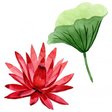 Kırmızı lotus çiçek botanik çiçek. Suluboya arka plan illüstrasyon seti. İzole lotus illüstrasyon elemanı.