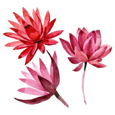 Kırmızı lotus çiçek botanik çiçek. Suluboya arka plan illüstrasyon seti. İzole lotus illüstrasyon elemanı.