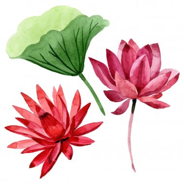 Kırmızı lotus çiçek botanik çiçek. Suluboya arka plan illüstrasyon seti. İzole lotus illüstrasyon elemanı.