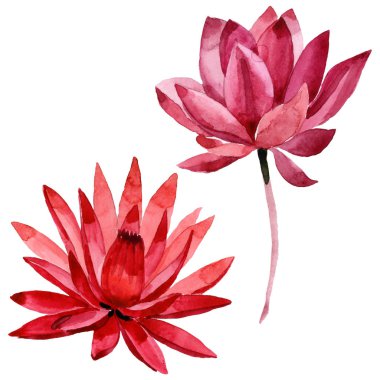 Kırmızı lotus çiçek botanik çiçek. Suluboya arka plan illüstrasyon seti. İzole lotus illüstrasyon elemanı.