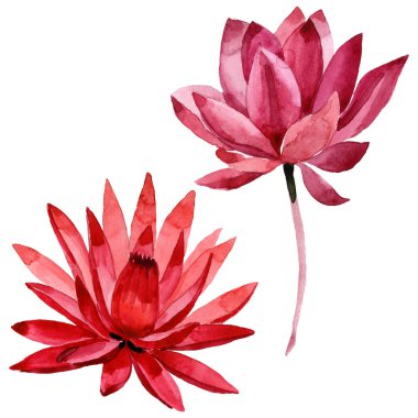 Red lotus floral botanical flower. Watercolor background illustration set. Isolated lotus illustration element. clipart