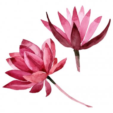 Kırmızı lotus çiçek botanik çiçek. Suluboya arka plan illüstrasyon seti. İzole lotus illüstrasyon elemanı.