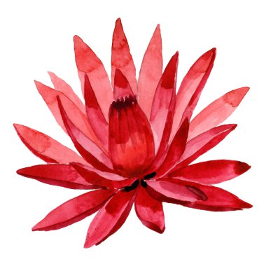 Kırmızı lotus çiçek botanik çiçek. Suluboya arka plan illüstrasyon seti. İzole lotus illüstrasyon elemanı.