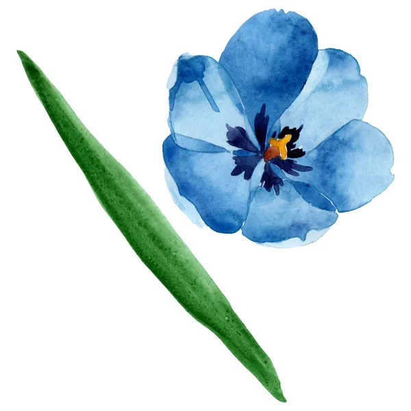 Flores botánicas florales de tulipán azul. Conjunto de ilustración de fondo acuarela. Elemento de ilustración de tulipán aislado . — Foto de Stock