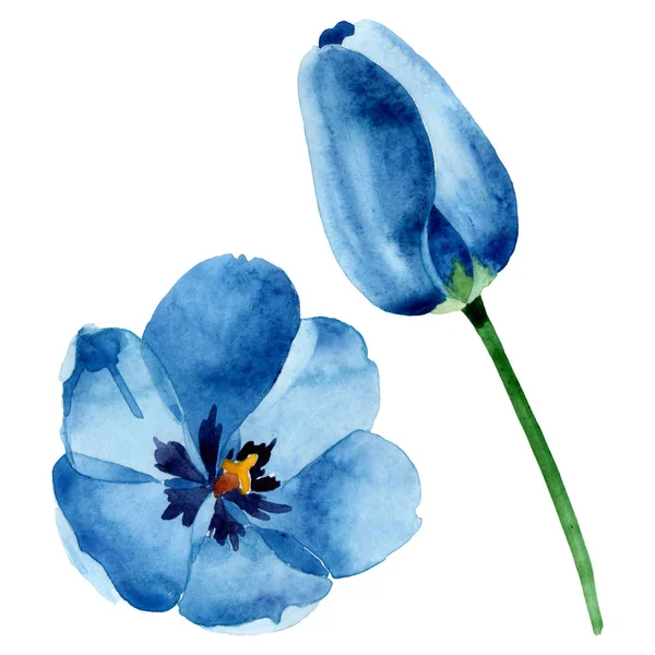 蓝色郁金香花卉植物花。水彩背景插图集。孤立的郁金香插图元素. — 图库照片