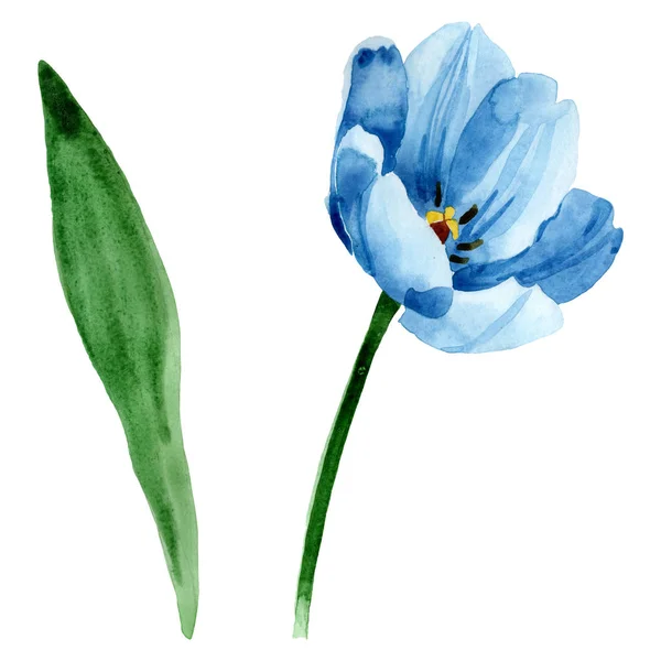 Niebieski tulipan kwiatowy kwiatów botanicznych. Akwarela zestaw ilustracji tła. Element ilustracji na białym tle tulipan. — Zdjęcie stockowe