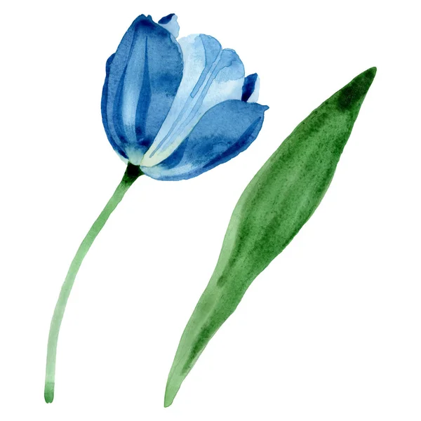 Blauwe tulp bloemen botanische bloemen. Aquarel achtergrond illustratie instellen. Geïsoleerde tulp illustratie element. — Stockfoto