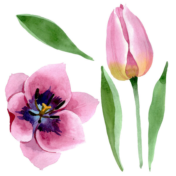 Pink tulips floral botanical flowers. Watercolor background illustration set. solated tulips illustration element.