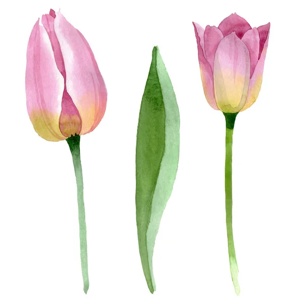 Rosa Tulpen mit botanischen Blüten. Aquarell Hintergrundillustration Set. Vereinzelte Tulpen Illustrationselement. — Stockfoto