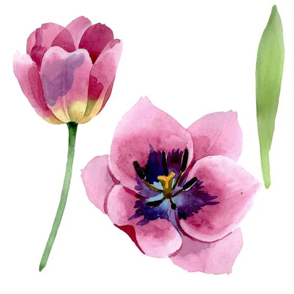 ピンクのチューリップ花植物の花。●水彩背景イラストセット。ソレートチューリップイラスト要素. — ストック写真