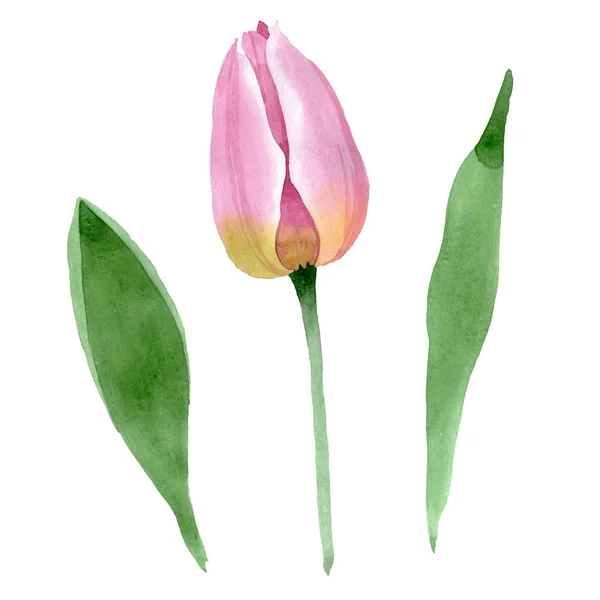 Tulipanes rosados flores botánicas florales. Conjunto de ilustración de fondo acuarela. tulipanes aislados elemento de ilustración . — Foto de Stock