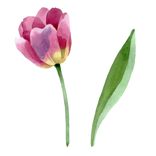 Tulipanes rosados flores botánicas florales. Conjunto de ilustración de fondo acuarela. tulipanes aislados elemento de ilustración . — Foto de Stock