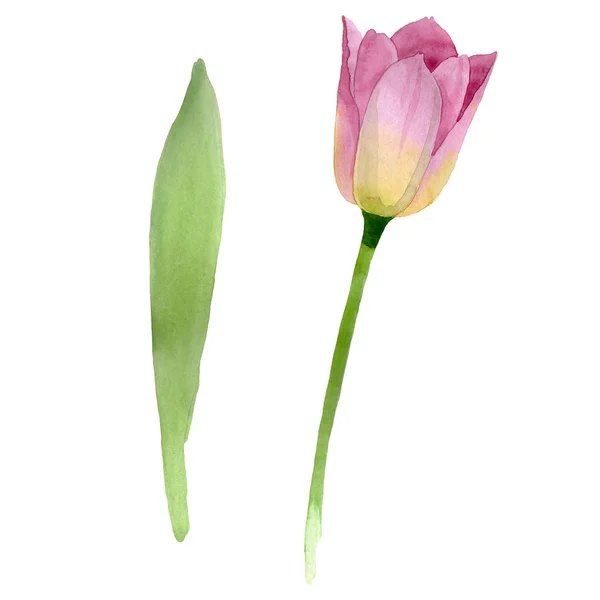 Tulipanes rosados flores botánicas florales. Conjunto de ilustración de fondo acuarela. tulipanes aislados elemento de ilustración . — Foto de Stock