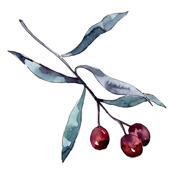 Branche d'olivier aux fruits noirs et verts. Ensemble d'illustration de fond aquarelle. Elément d'illustration olives isolées . — Photo