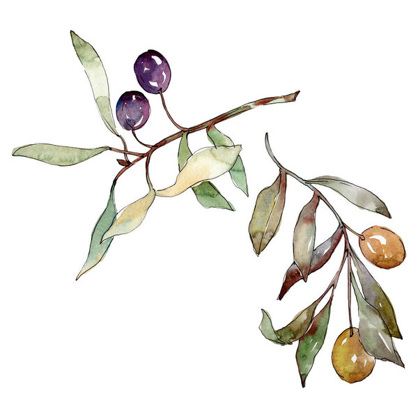 Оливковая ветвь с черными и зелеными фруктами. Набор акварельных фонов. Изолированный элемент иллюстрации оливок
.