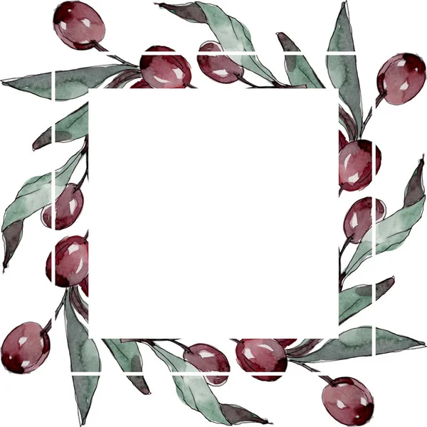 Κλαδί ελιάς με μαύρα και πράσινα φρούτα. Σύνολο εικονογράφησης φόντου. Κορνίζα περίγραμμα στολίδι τετράγωνο. — Φωτογραφία Αρχείου