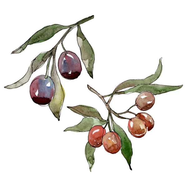 Olivenkvist med svart og grønn frukt. Vannfarget bakgrunnsbilde. Isolert illustrasjonselement for oliven . – stockfoto