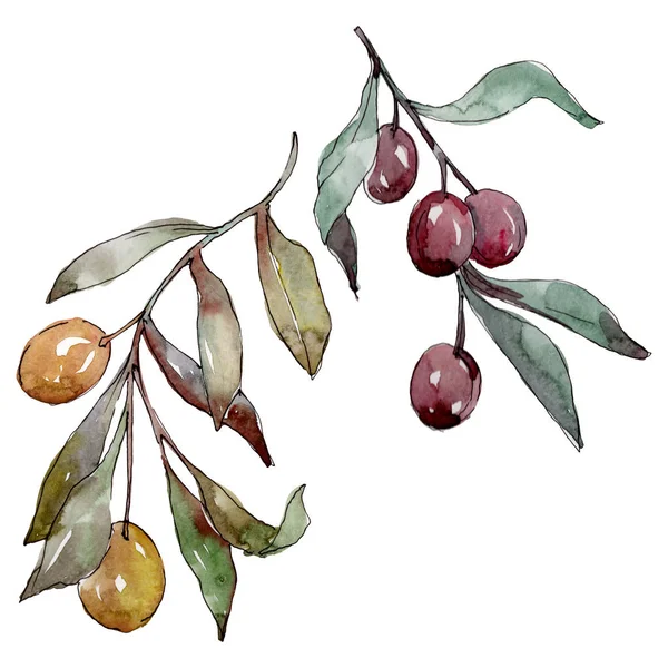 Ramură de măsline cu fructe negre și verzi. Set de ilustrații de fundal acuarelă. Element de ilustrare a măslinelor izolate . — Fotografie, imagine de stoc