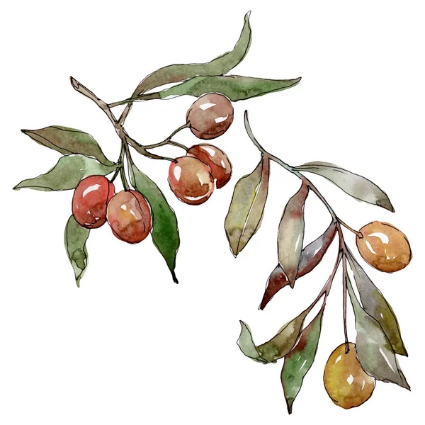 Olivkvist med svart och grön frukt. Akvarell bakgrund illustration uppsättning. Isolerade Oliver illustration element. — Stockfoto