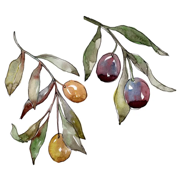 Olive branch with black and green fruit. Watercolor background illustration set. Isolated olives illustration element. — Stock Photo, Image