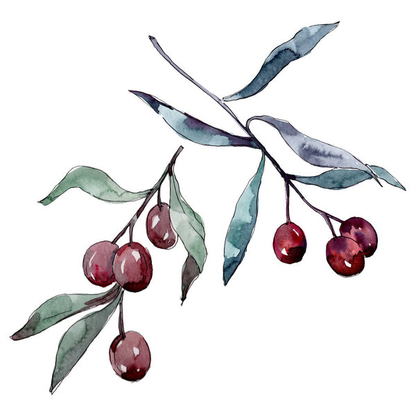 Olive branch with black and green fruit. Watercolor background illustration set. Isolated olives illustration element.