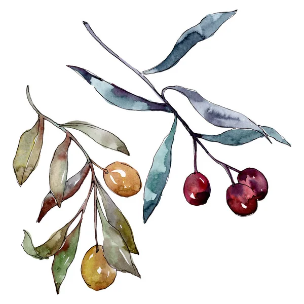 Olive branch with black and green fruit. Watercolor background illustration set. Isolated olives illustration element. — Stock Photo, Image