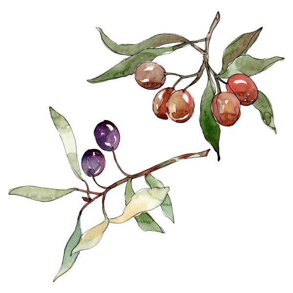 Оливковая ветвь с черными и зелеными фруктами. Набор акварельных фонов. Изолированный элемент иллюстрации оливок
.