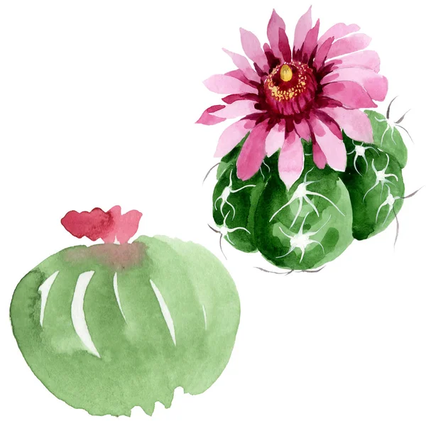 Fleurs botaniques florales de cactus vert. Ensemble d'illustration de fond aquarelle. Élément d'illustration de cactus isolés . — Photo