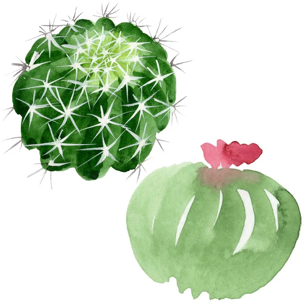 Zöld kaktusz virágos botanikus virágok. Akvarell háttér illusztráció meg. Izolált kaktuszok, illusztrációs elem. — Stock Fotó