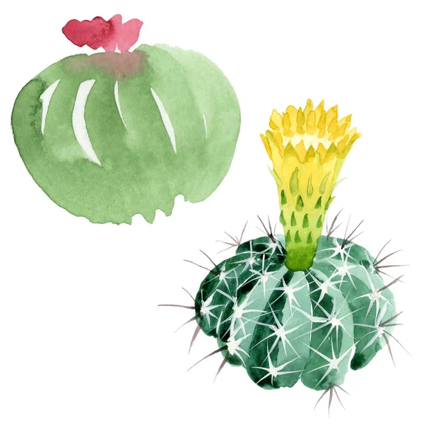 Flores botánicas florales de cactus verde. Conjunto de ilustración de fondo acuarela. Elemento aislado de ilustración de cactus . — Foto de Stock