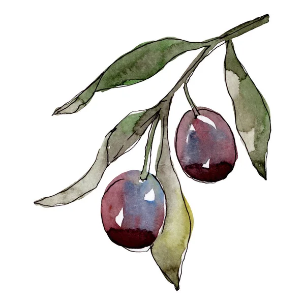 Branche d'olivier aux fruits noirs et verts. Ensemble d'illustration de fond aquarelle. Elément d'illustration olives isolées . — Photo